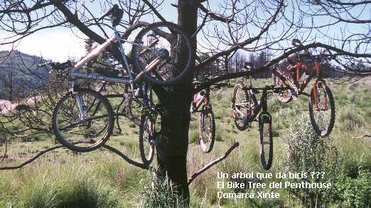 biketree.jpg (40173 bytes)